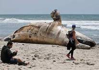 Ünlü sörf merkezine dev balina ölüsü kıyıya vurdu!