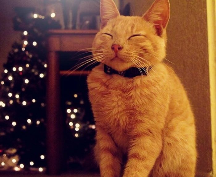 Кошка Улыбается Фото