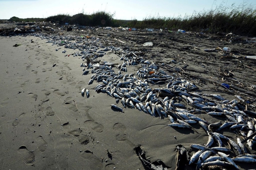 Mersin'de telef olan binlerce balık sahile vurdu