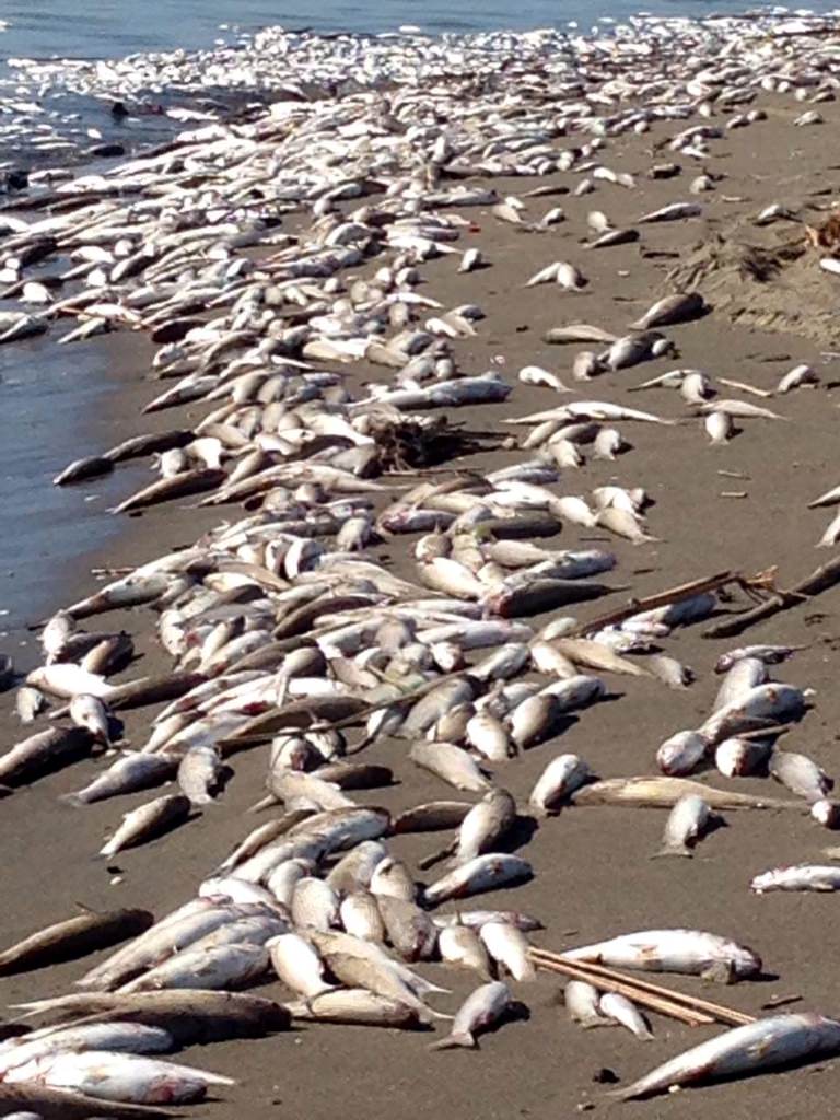 Mersin'de telef olan binlerce balık sahile vurdu