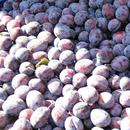 Mürdüm eriğinin inanılmaz faydaları