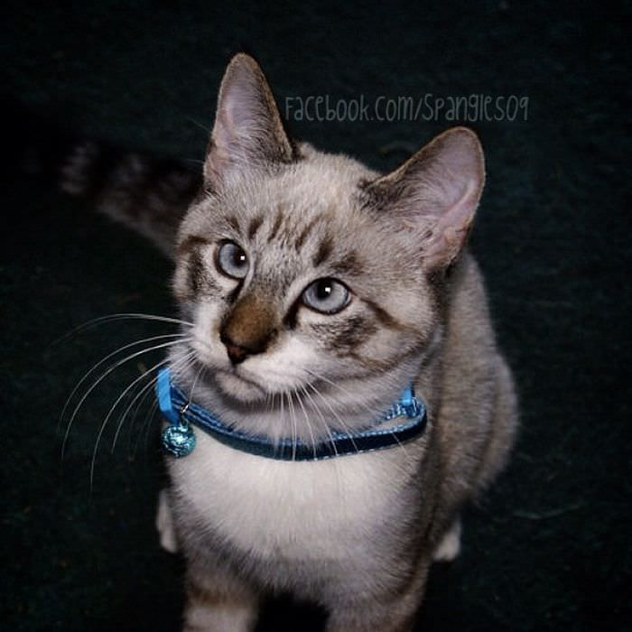 Косая Кошка Фото